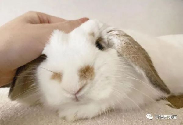 活久见！兔子也需要打疫苗？