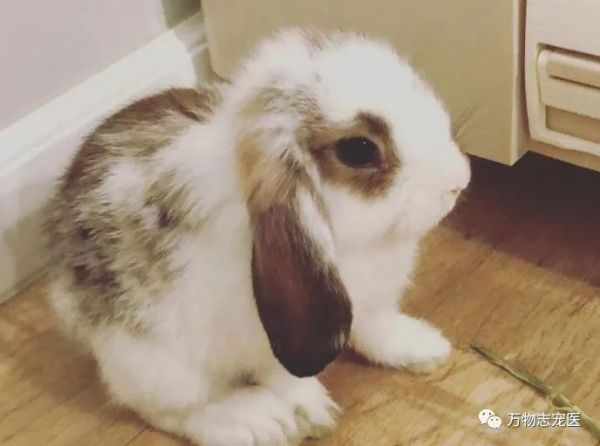 活久见！兔子也需要打疫苗？
