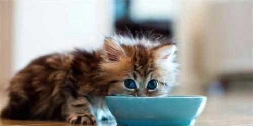 为什么猫咪不爱吃百利猫粮（探寻猫咪对百利猫粮的不喜爱原因）