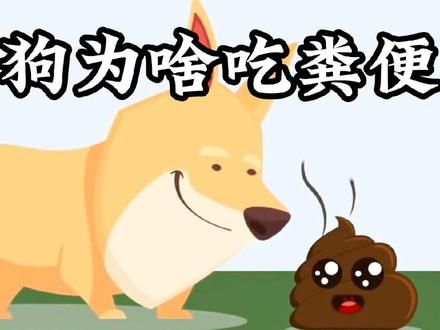 粪便那么的臭，为什么狗却爱吃？ #科普一下 #涨知识 #粪便 #狗
