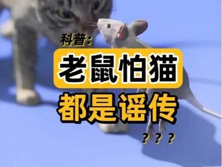 老鼠怕猫，都是谣传！ #科普 #科普一下 #寄生虫 #猫爪
