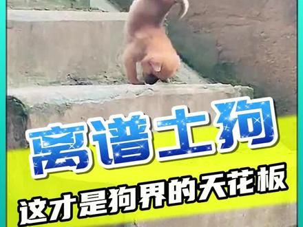 为什么田园犬永远比不上宠物狗？只因它有一个致命的缺陷！#萌宠出道计划 #狗狗的迷惑行为 #离谱