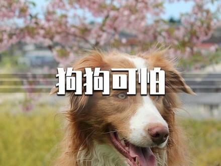 狗狗的舌头有多可怕，一探究竟！ #科普一下 #涨知识