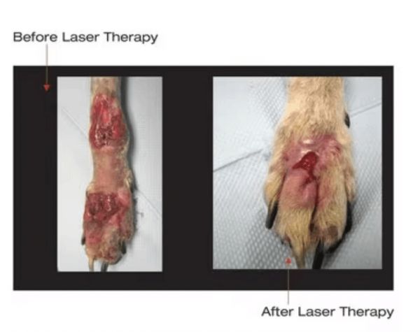 宠物犬马关节炎治疗用兽医B固化激光兽医装置980纳米物理治疗设备