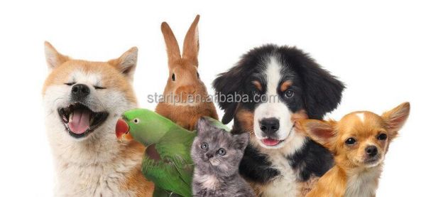 宠物犬马关节炎治疗用兽医B固化激光兽医装置980纳米物理治疗设备