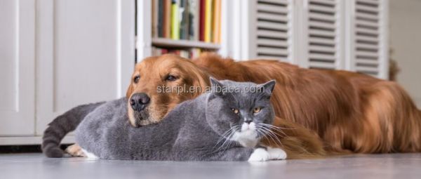 宠物犬马关节炎治疗用兽医B固化激光兽医装置980纳米物理治疗设备