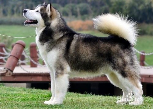 怎么养好阿拉斯加雪橇犬
