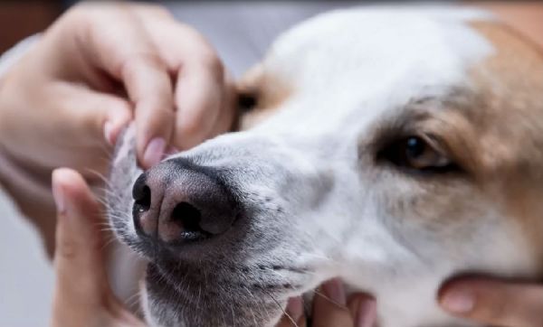 doggy