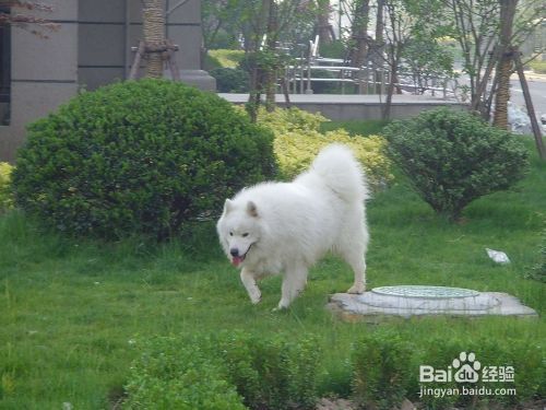 萨摩耶怎样喂养