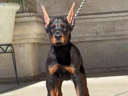 杜宾犬为什么要剪耳断尾 #萌宠出道计划 #杜宾 #护卫三剑客 #护卫犬