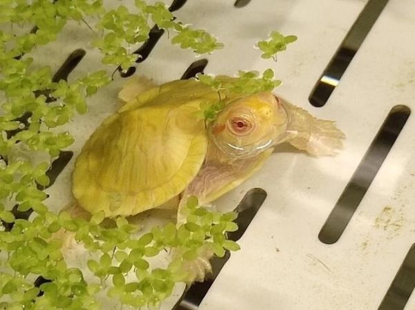 白化巴西龟 