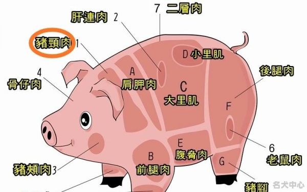 品种最名贵的宠物猪图片 - 京韵国际名犬中心-俱乐部FCI国内合作犬舍