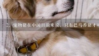 宠物猪在中国目前来说，只有巴马香猪才可以作为宠物