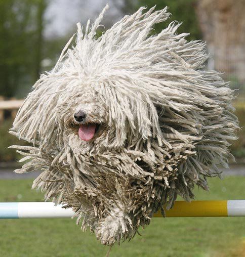 波利犬