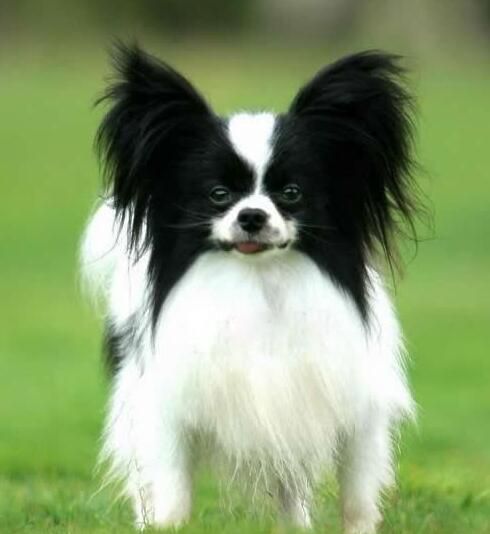 蝴蝶犬