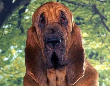 寻血猎犬