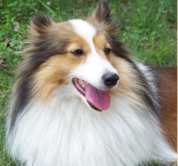 喜乐蒂牧羊犬