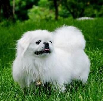 京巴犬