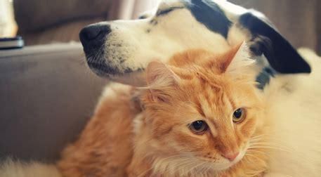 宠物猫打完针后的冷落行为（为什么猫咪会变得不爱理人）