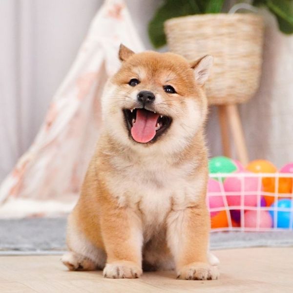 店主头像