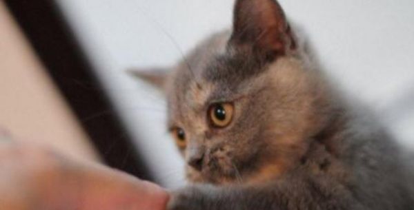 小猫两个月时的咬人问题（宠物行为调适的重要性）
