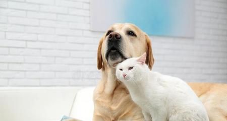 小猫总是喜欢上沙发（宠物行为解析-如何让小猫远离沙发）