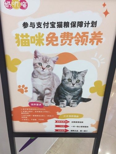 警惕！免费猫咪领养是套路骗局！