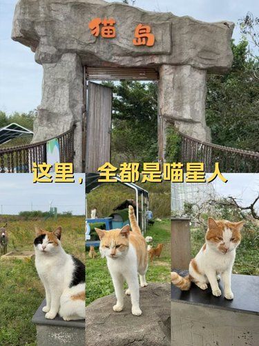 上海猫岛～这里全都是喵星人