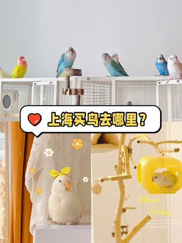 不是，上海的鹦鹉都这个价格了？