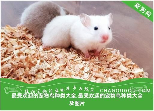 最受欢迎的宠物鸟种类大全,最受欢迎的宠物鸟种类大全及图片