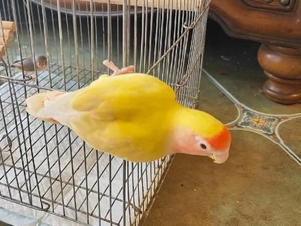 家里迎来了两位新成员#鹦鹉 #牡丹鹦鹉 #鸟宝宝
