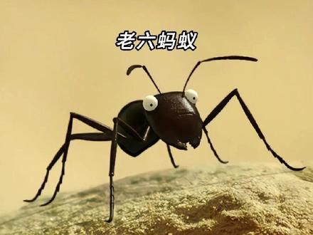 蚂蚁中的老六个个都是奇葩#神奇动物在抖音 #搞笑# #看一遍笑一遍 #万万没想到 #童年动画