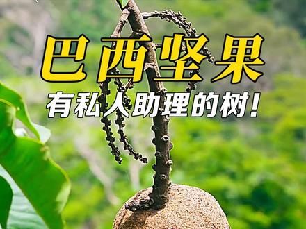巴西坚果种子发芽需要帮手，花朵授粉还需要帮手！ #巴西坚果 #动物世界 #刺豚鼠 #奇趣自然