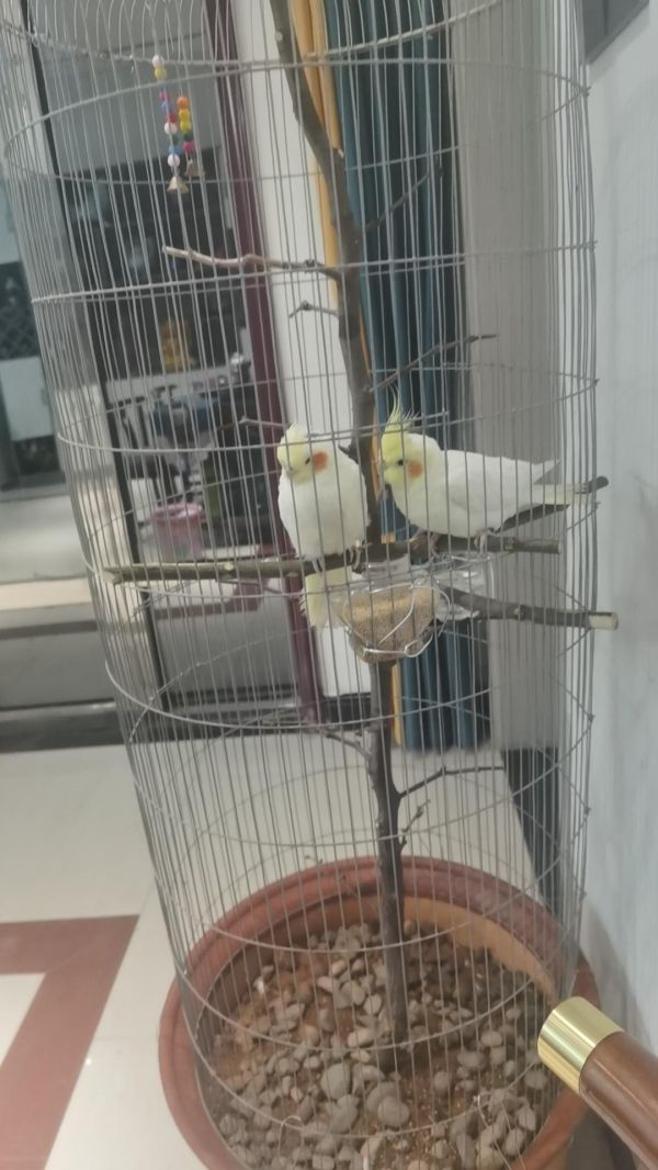 养宠物的快乐，做个手工鸟笼…