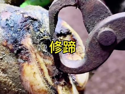 见过怎么解压的嘛 牛牛太舒服啦#解压视频 #修牛蹄 #极度舒适 #强迫症 #缓解压力