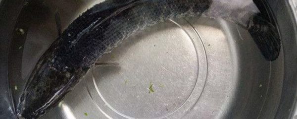 黑鱼是淡水鱼还是海鱼