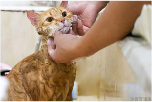 24小时营业宠物猫诊所超声波洁牙,宠物诊所连锁