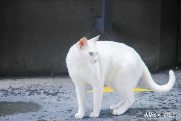 蓝色眼睛的猫品种