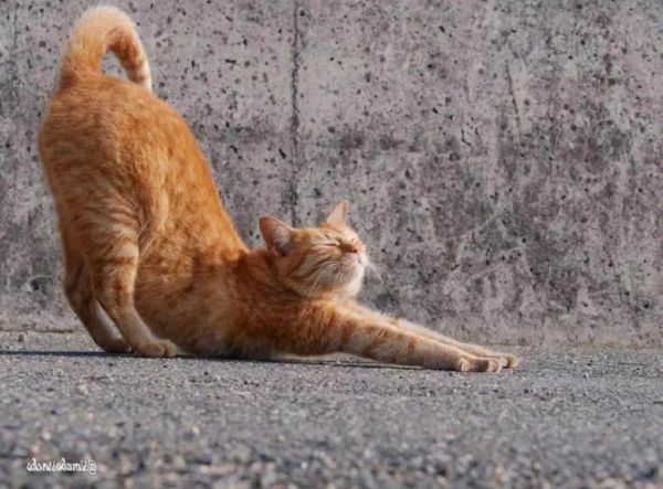猫咪的行为训练,猫咪的行为训练方法