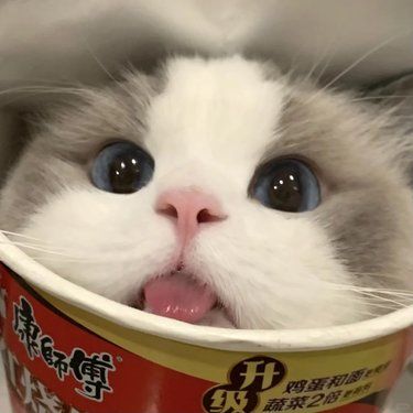 有点饿了，浅尝一下小猫泡面 
