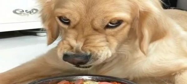如何纠正金毛犬的护食行为（用正确的方法让你的宠物变得友善）