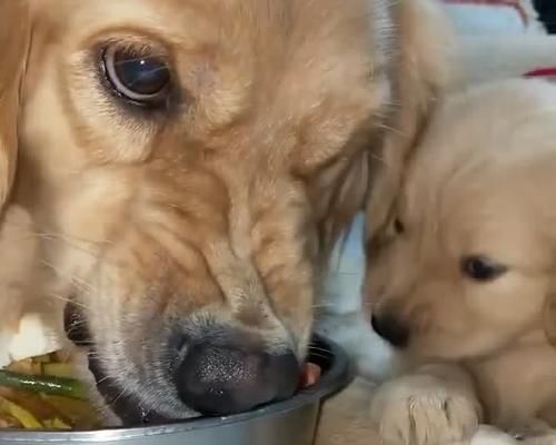如何纠正金毛犬的护食行为（用正确的方法让你的宠物变得友善）