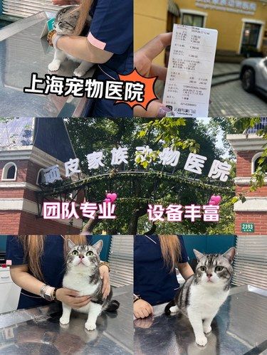 上海靠谱宠物医院，5年养宠人推荐