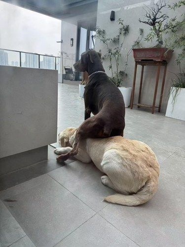 杜宾犬的日常
