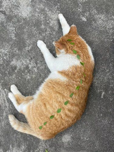 复旦猫 特别信任大学生的