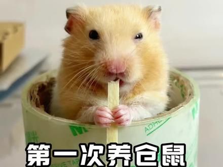 第一次养仓鼠需要准备什么？#金丝熊 #仓鼠 #新手养鼠指南