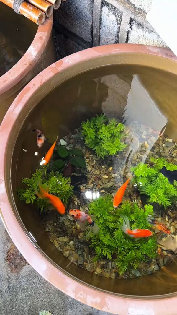 鱼缸养鱼的技巧_鱼缸清洁维护方法_鱼缸过滤器推荐_观赏鱼养殖大全_鱼缸水质调节剂_鱼病防治宝典_家用鱼缸推荐_如何挑选鱼缸_养鱼新手必看_鱼缸增氧泵