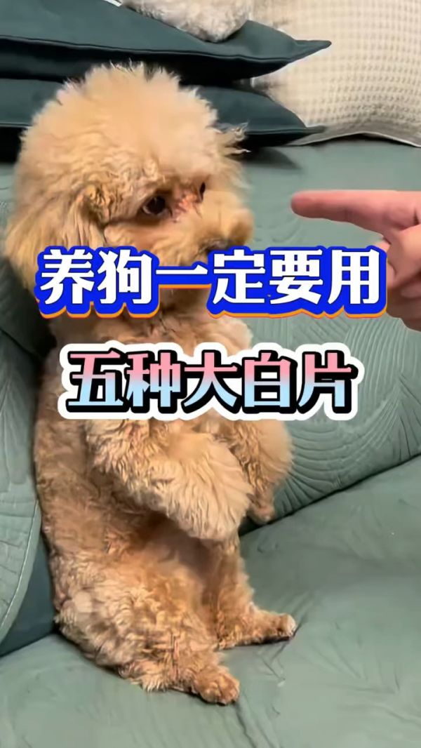 狗狗营养片推荐_ 五种大才片是什么_ 宠物营养补充品_ 狗狗必备营养品_ 养狗必备药品_ 宠物健康护理_ 狗狗保健品排行榜_ 狗狗关节保健_ 狗狗增强免疫力