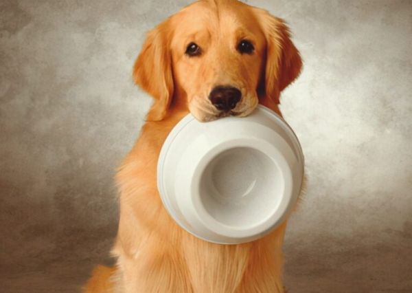 狗狗要怎么喂食?请注意,狗狗喂不好,可是会生病的