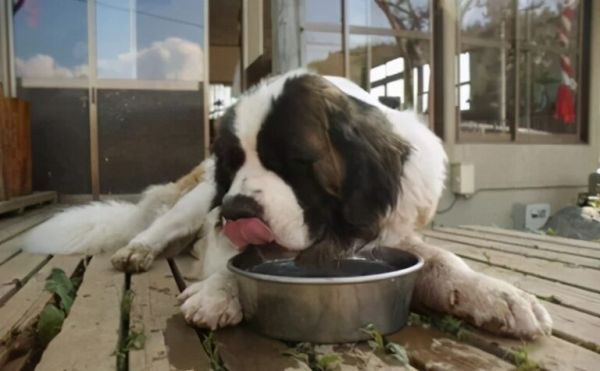 狗狗要怎么喂食?请注意,狗狗喂不好,可是会生病的